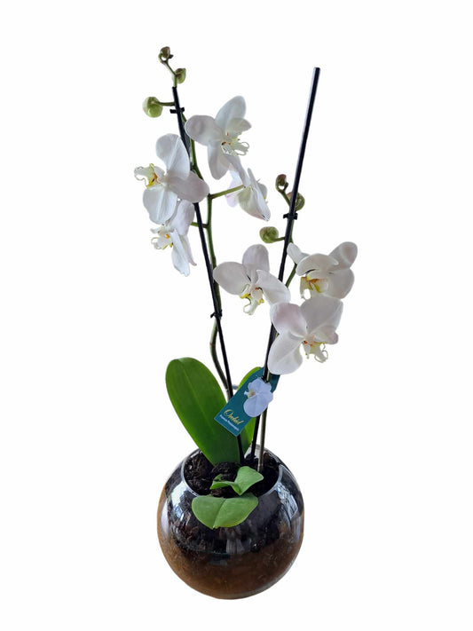 Premium Phaleanopsis Orchid White