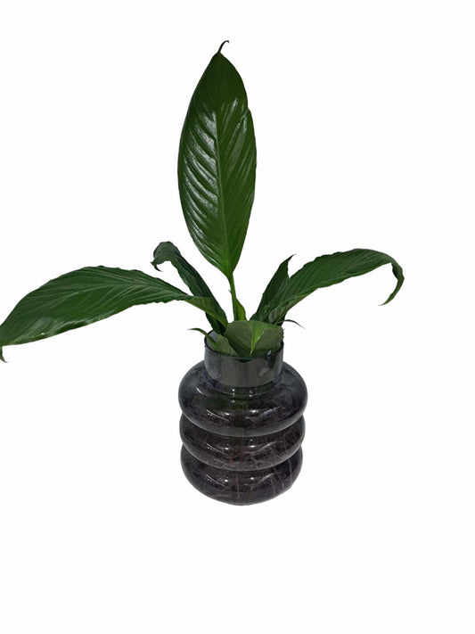 Spathiphyllum water plant