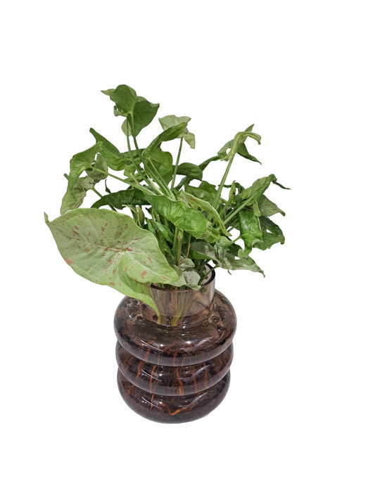 Syngonium water plant