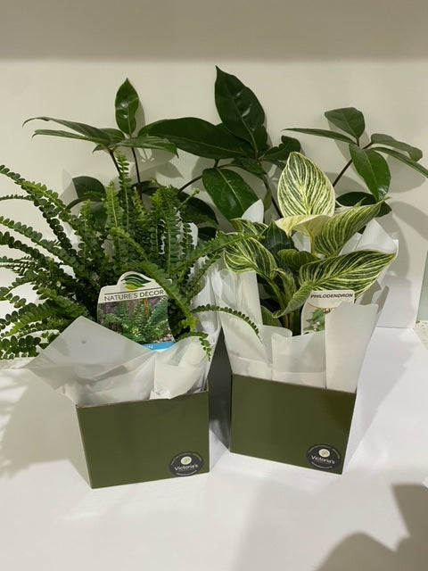 SURPRISE ME! Plant selection