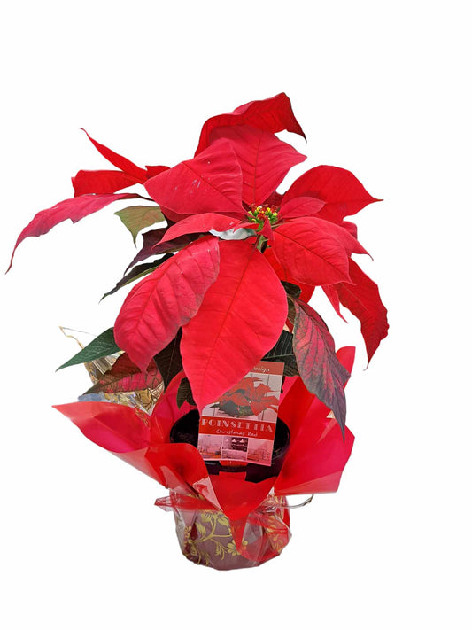 Poinsettia - Christmas Red