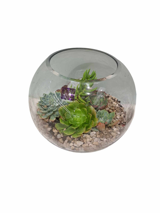 Succulent bowl