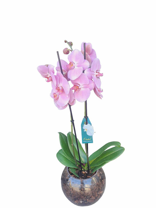 Premium Phaleanopsis Orchid