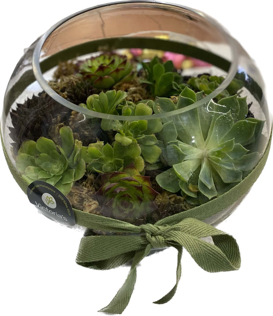 Succulent bowl
