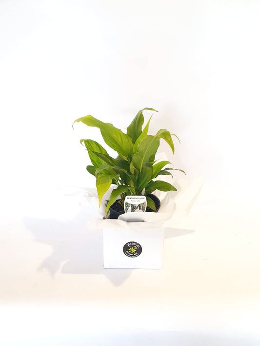 Peace Lily Plant Gift Boxed